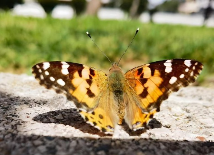 biodiversity quiz