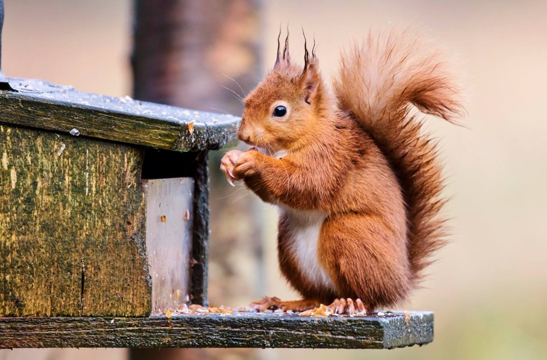 red squirrel